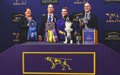 제 13회 마스터스 어질러티 최종 챔피언,  보더콜리 