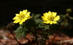 광릉숲에 찾아온 봄 소식… 개복수초 개화