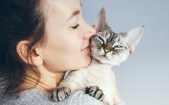 "아이보다 고양이가 좋다"… 대만 신생아 수 급감 속 고양이 등록 4배 폭증