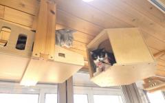 반려동물 안심하고 맡기세요! 서울시, 우리동네 펫위탁소