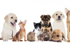 경기도, 반려동물 동반 출입 음식점 관리 및 홍보 나서