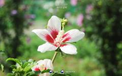 3.1절, 가장 잘 어울리는 우리꽃