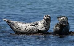 3월의 멸종위기 야생생물로 ‘물범’ 선정