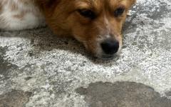 WAN "모로코, 2030년 월드컵 앞두고 유기견 살해"..FIFA에 공개 조사 촉구