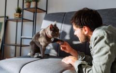 내 고양이 나이는 몇 살 인가요?