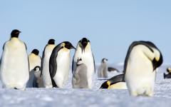 남극 해빙 역대 최저 수준...황제펭귄 생존 위협