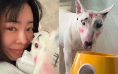 방송인 이혜영, 반려견에 낙서 같은 화장…‘동물 학대’ 논란