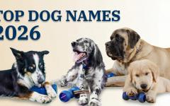 美, 올해 가장 사랑받는  강아지 이름 1위는 여전히 