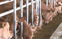 농식품부, 한우 조기 선발 씨수소 40마리 첫 선발