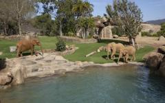 “울타리 없는 사바나”... 샌디에고 사파리 파크 ‘엘리펀트 밸리’  공식 개장