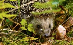 스위스, 고슴도치를