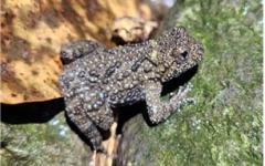 국내 156개 섬에서 개구리류 12종 서식…청개구리 가장 많아