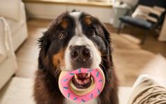 개의 입이 사람의 입보다 깨끗할까요?