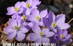  땅 위에서 피어난 연꽃! 깽깽이풀 군락지를 소개합니다.