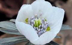 국립수목원, 한국 특산식물 ‘변산바람꽃’ 개화 소식 