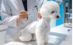 성남시, 국가봉사동물 지원  및 노령동물 검진 등 의료 서비스 확대