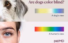 개는 어떤 색을 볼 수 있나요?