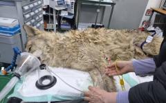 동물단체들 “늑구 탈출&포획…야생동물 전시 중단 촉구”