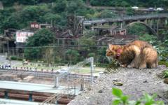 "기분 나빠서" 대만 허우통 고양이 마을서 페퍼 스프레이 분사한 28세 남성 검거