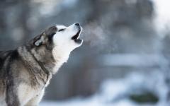 개들은 왜 사이렌 소리에  울부짖을까?  