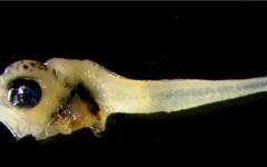 어린 참다랑어, 동해 강원 북부 해역에도 출현...수온 상승 영향