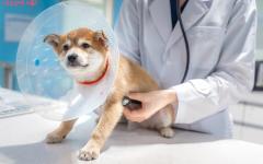 동물병원 마약류 취급 관리 강화, 오남용 근절에 총력