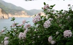 4월 ‘우리의 정원식물’,  분꽃나무(Viburnum carlesii Hemsl.)