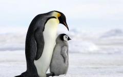 세계 펭귄의 날(4월25일), 멸종 위기 펭귄 종에 대한 이야기