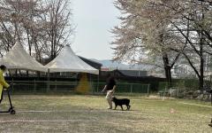 경기도, “맹견 키우려면 올해 말까지 꼭 허가 받으세요”