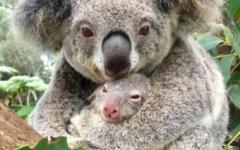 호주서 코알라 차량에 묶어 끌고 간 혐의로 67세 남성 체포