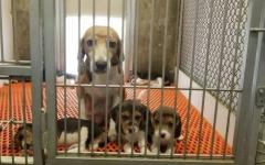 온타리오주, 캐나나 최초로 개와 고양이 대상 실험 금지 법안 통과
