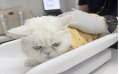 우리집 댕냥이, 나이별로 잘걸리는 질병은?