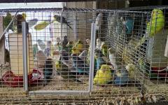 미국 앵무새 농장의 참혹한 사육 실태 고발-PETA