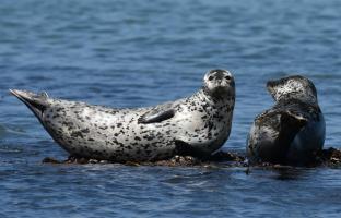 3월의 멸종위기 야생생물로 ‘물범’ 선정