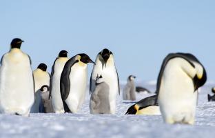 남극 해빙 역대 최저 수준...황제펭귄 생존 위협