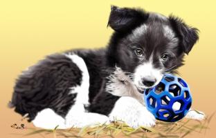 개들도 악몽을 꾸나요?