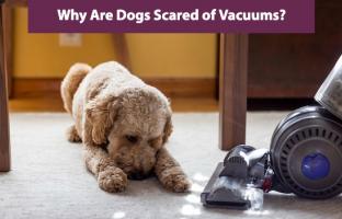 개들은 왜 진공청소기를 무서워할까?