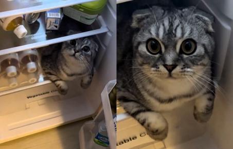 '니가 왜 거기서 나와' 냉장고 칸 하나에 자리 잡고 있는 뻔뻔한 고양이