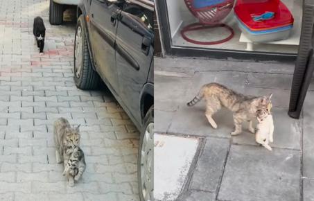 '우리 애가 아파요!'...새끼 입에 물고 직접 동물병원 찾아온 어미 길냥이