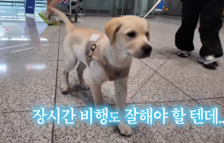 어린 강아지 나이 부풀려 해외 입양 보낸 동물단체..검역본부 나섰다