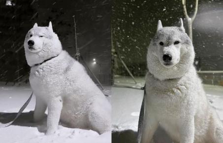 '대체 언제까지...' 폭설에 행복한 허스키와 그렇지 못한 주인