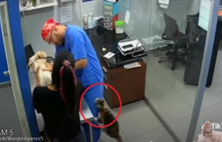 주사 때문에 겁먹은 친구 지키려 수의사에게 냥펀치 날린 고양이