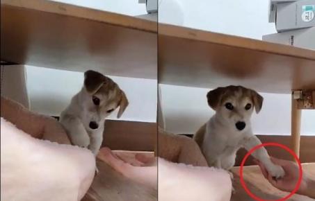 입양 후 테이블 밑에 숨어있던 유기견이 새 가족 목소리에 마음 여는 순간