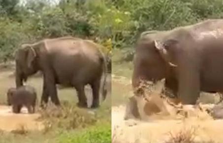 악어 공격에 맞서 새끼 지킨 어미 코끼리...'모성의 놀라운 힘'