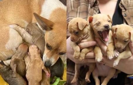 탯줄 붙은 새끼와 함께 키우던 반려견 땅에 묻은 잔인한 주인..'이웃 신고로 구조'