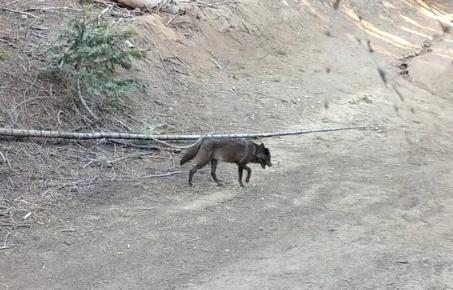 100년의 기다림 끝에 돌아온 ‘회색 늑대’… LA 카운티의 역사적 귀환
