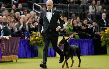 도베르만 '페니', 150주년 웨스트민스터 도그쇼 제패… 37년 만의 전설 재현