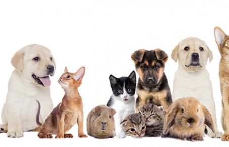 반려동물 전담 부처, 3월 중 윤곽 잡힌다