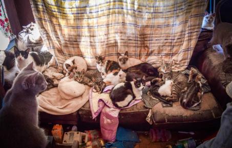 춘천 아파트 '애니멀 호딩' 비극 반복… "구조해도 또 데려와" 이웃 고통 심화