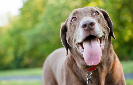강아지가 왜 이렇게 헐떡이는 걸까요?
